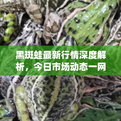 黑斑蛙最新行情深度解析,今日市场动态一网打尽