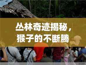 丛林奇迹揭秘,猴子的不断腾飞与探索之旅